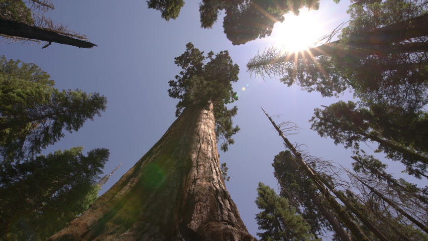 Sequoia Trees Dolly And Pan Shot Sequoia National Park Sierra Nevada Mountains California