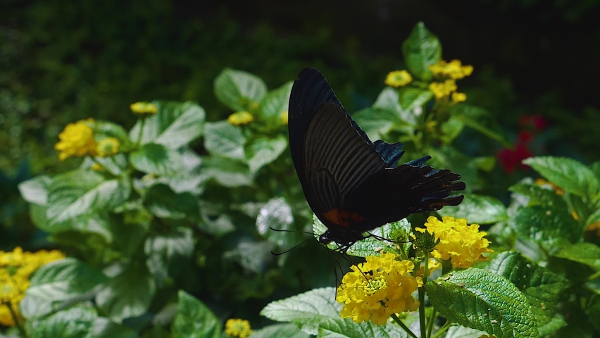 Close up of Scarlet mormon butterfly getting nectar - slow motion macro	