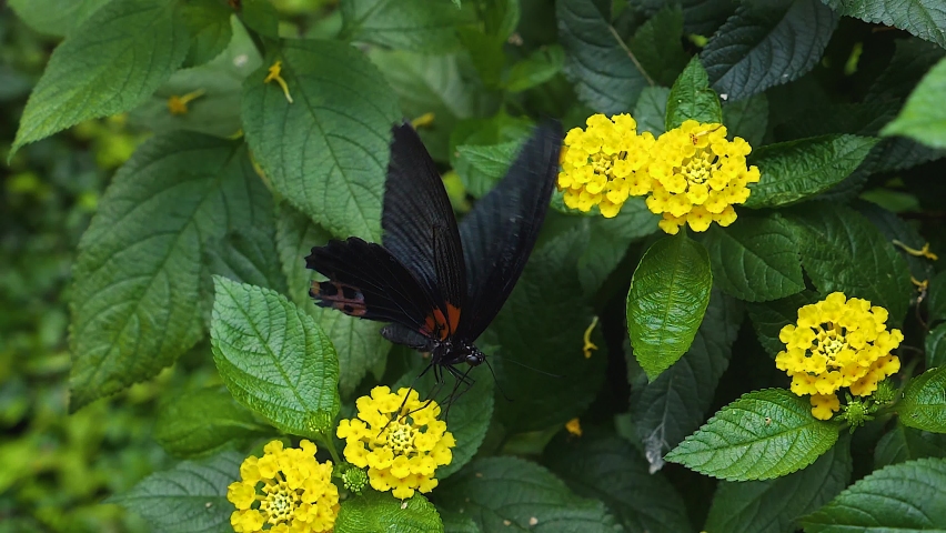 Close up of Scarlet mormon butterfly getting nectar - slow motion macro	