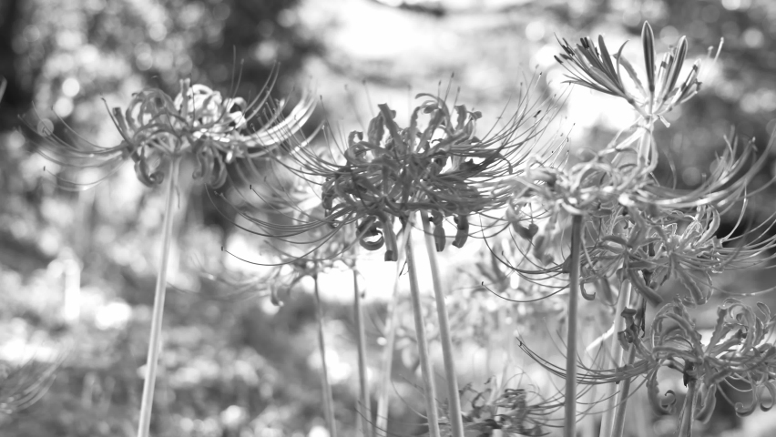 Red spider lilies blooming in a field in the countryside	