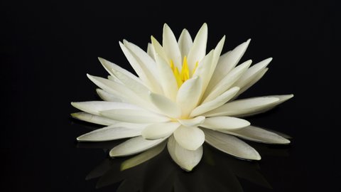 Time lapse of white lotus water lily flower opening in pond, waterlily blooming