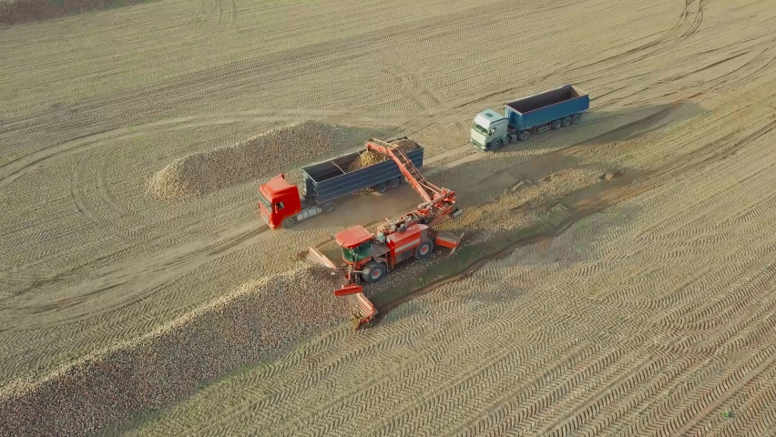 Combine works in the field. Loads a truck with sugar beet crop.