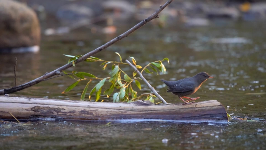 American dipper perching on a log in a creek and moving around in slow motion Royalty-Free Stock Footage #1061497069