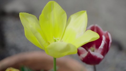 two tulip swinging in the wind