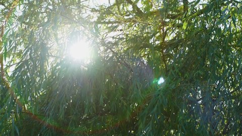 bright rays of summer sun lighting through willow tree branch outdoors