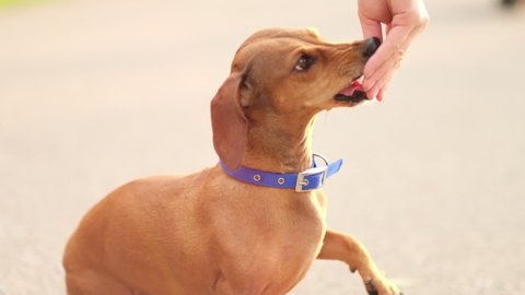 Training reward for puppy. Dog snack. selective focus on dog's eye. Feeding happy dog dachshund with treats. slow motion