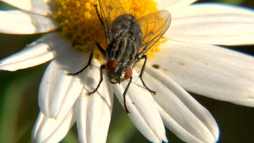 close up shot of a house fly on a flower.