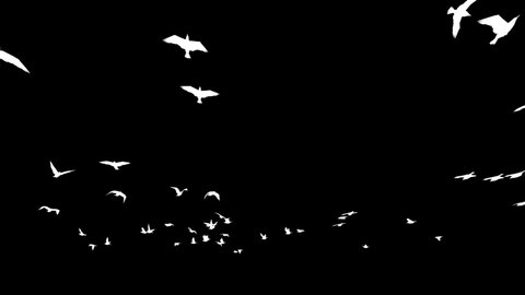 Seagulls silhouettes flying against black