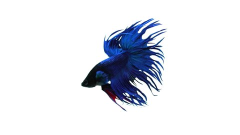 Slow motion of Betta fish, siamese fighting fish isolated on white background.