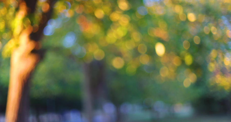 Falling autumnal color leaves. Autumn trees in park on background