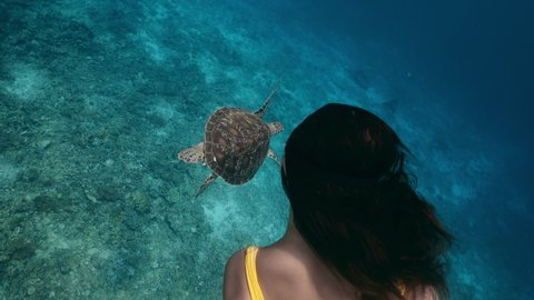 Green tropical turtle swimming with girl in clear blue sea. Beautiful underwater swimming freediver and turtle in natural wild habitat. Underwater scene watching life tropical turtle in nature.