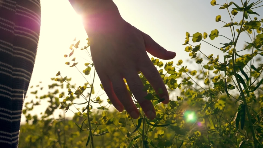 Girl hand in a flower field at sunset. Girl runs her hand over the flowers. Hand touches flowers at sunset. Girl at sunset in the field. Woman hand close up. relaxation in the field at sunset Royalty-Free Stock Footage #1061508679