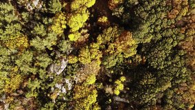 Aerial top view of colorful forest one sunny day in autumn. Yellow, green, brown colored leaves. Trees in the mountains. 4K stabilized drone footage.