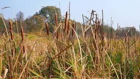 Thickets of marsh plants are reeds with brown growths. Reed aquatic plant. Brown growths on the reeds. Reed near the water. Fishing. Hunting. Wild nature. Video. - Powered by Shutterstock - Get 15% off with code: PIKWIZARD15