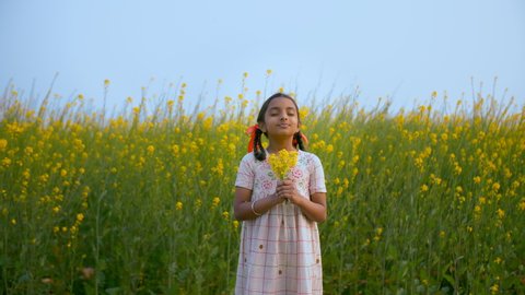Farmer's young daughter standing in mustard or Sarso field smelling the fresh air. Medium shot of a small girl-child holding mustard yellow flowers and enjoying the nature - Indian village