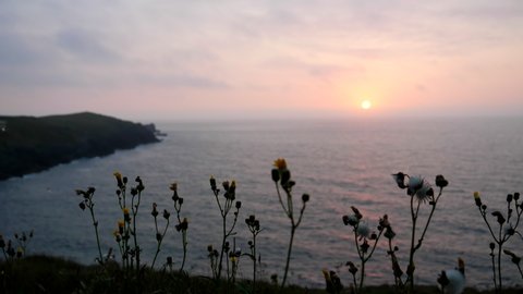 Sunset in Cornwall. Wild cats-ear (Hypochoeris radicata) flowers in foreground, selective focus on flowers.