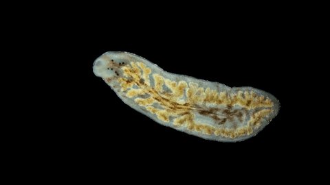 worm Archicotylus sp. under the microscope. Families Dendrocoelidae, Tricladida Order. Endemic to Lake Baikal
