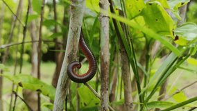A millipede that curls up in a tree.  Natural life of small animals