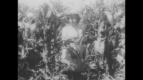 1940s: WAVES detassel corn in a field. Four WAVES travel on platform through Iowa corn field, detasseling corn. Women help themselves to a platter of corn and eat a cob. Aerial view troops.