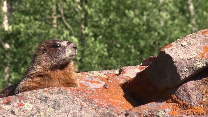 Yellow-bellied Marmot on Rock