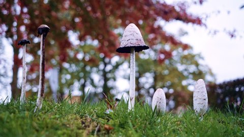 White mushrooms moving in the wind during autumn day in October