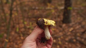 Closeup point of view 4k video of male hand holding small fresh cute edibel organic wild mushroom in hand while standing in autumn scenic forest.