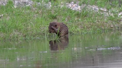 Baby Beaver Grooming - Beavers learn at an early age that grooming their fur is essential to keep it waterproof. Jackson Lake, Coulter Bay Marina, Grand Teton National Park, Wyoming. 