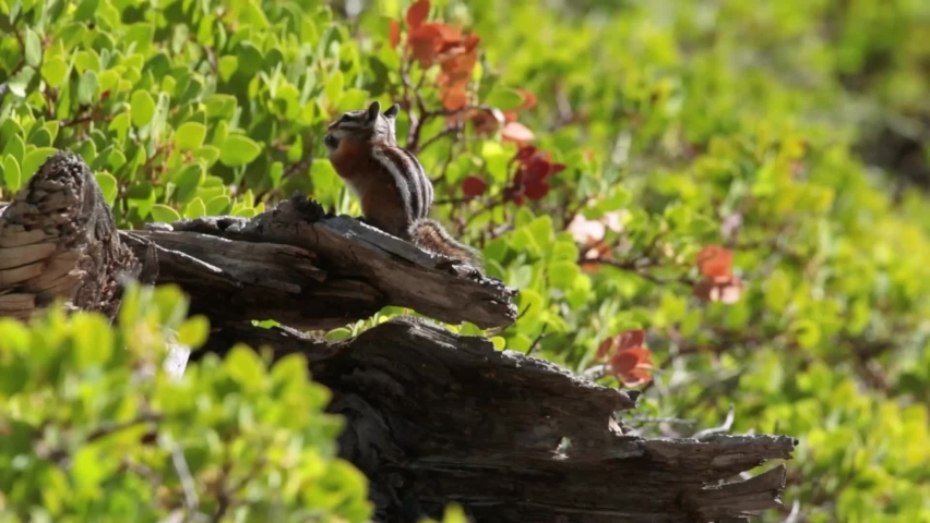 A Uinta chipmunk does a little grooming while sitting on an old tree stump surrounded by manzanita in the morning sunlight.