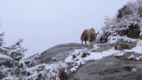 A Lonely Wild Yak Walking in Himalayas Nepal