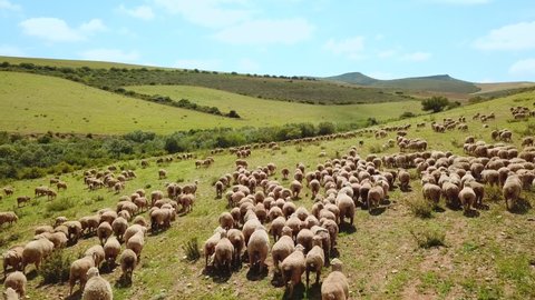 Herding a large flock of sheep, low angle aerial view, Overberg South Africa