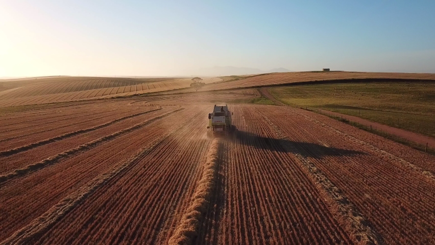 Drone follow shot of combine harvester in wheat field, Overberg South Africa Royalty-Free Stock Footage #1061523610