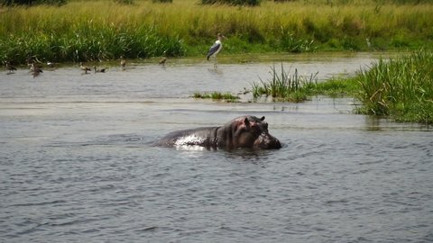 hippopotamus in the Nile river.