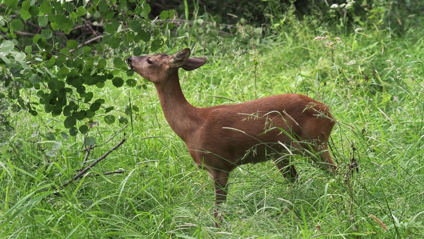 Roe deer eating leaves from the tree, Capreolus capreolus. Wild roe deer in nature. | Shutterstock HD Video #1061529226