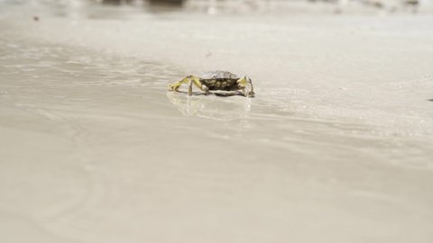 Close shot of small crab running on the sandy beach to hide in the sea.