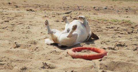Jack Russell play with sand with an orange circle toy.