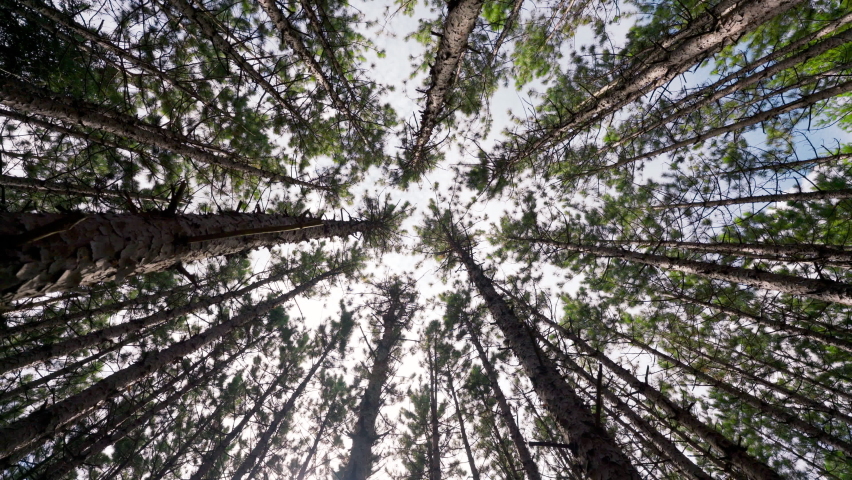 A spiraling downwards view of a forest of towering pine trees to create a vertigo effect Royalty-Free Stock Footage #1061533615