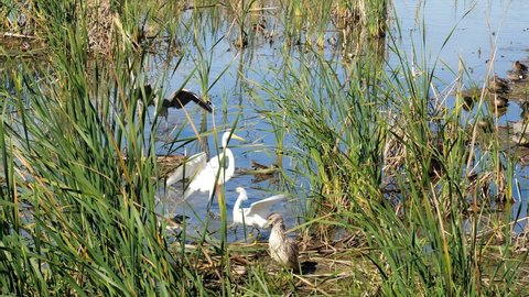 Several species of wild wetland birds among the reeds in a marsh appear to be competing for space, on a sunny day in the Port Aransas Nature Preserve in Texas.