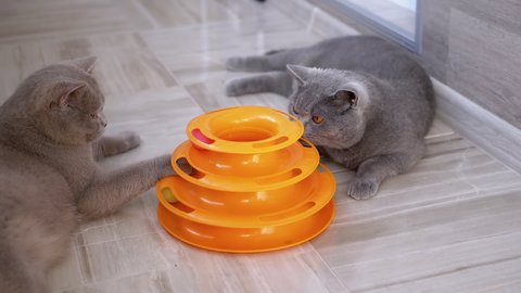 Two beautiful gray British domestic cats bite each other, fight, attack, play on the floor. The cats hug and lick their lips. Playful cats. Pet games. 4K. 180 fps. Slow-motion