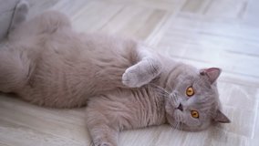 Beautiful Gray British Cat Plays with a Ball on Floor. Playful, Active Pet. Close up. Purebred cat with large brown eyes, and powerful paws. See my collection of cat videos. Slow motion. Pet games.