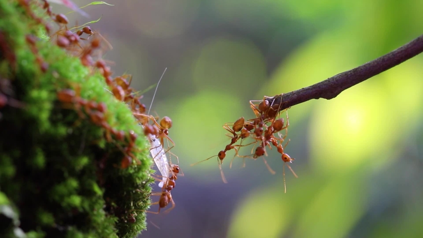 Ant action standing. Ant bridge unity team, Concept team work together Royalty-Free Stock Footage #1061542255