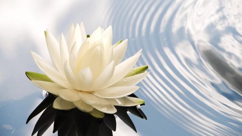 Slow motion of water waves and sky reflection on surface with white lotus flower