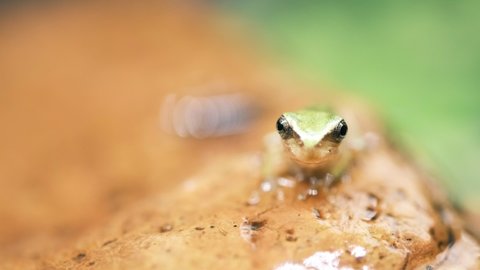 Frog looking at the camera