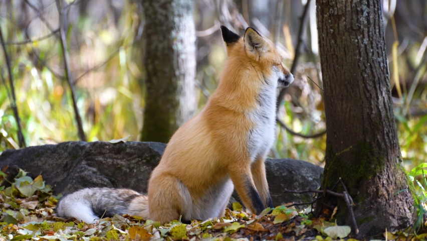 Yawning red fox at the park stretching | Shutterstock HD Video #1061548894