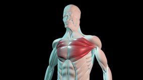 This video shows the pectoralis major muscles anatomical position on human body. Luma Matte