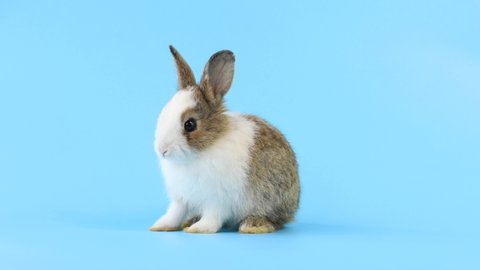 bunny easter rabbit stand up on two legs, sniffing, looking around, on blue screen. Lovely bunny easter rabbit. Natural rabbit movement. Animal nature concept.