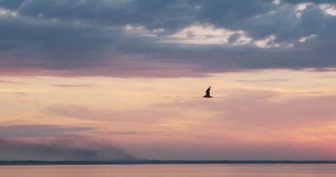 Camera following a flying bird, the gull in a beautiful sunset, vibrant sunrise in front of river, ocean, sea, lake with sky and clouds, water reflections of light in slow motion video nature footage