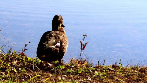 Unzen City, Nagasaki Prefecture, Japan.Shirakumonoike pond. The scenery of wild ducks.