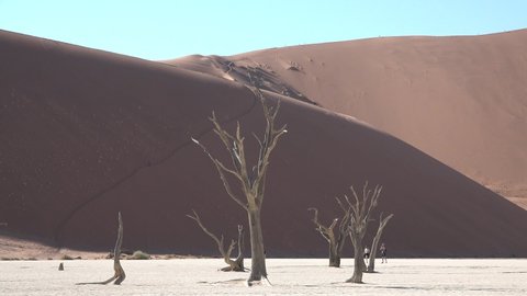Namibia. World famous Dead Vlei dry clay pan with red desert sand dunes in Sossusvlei.