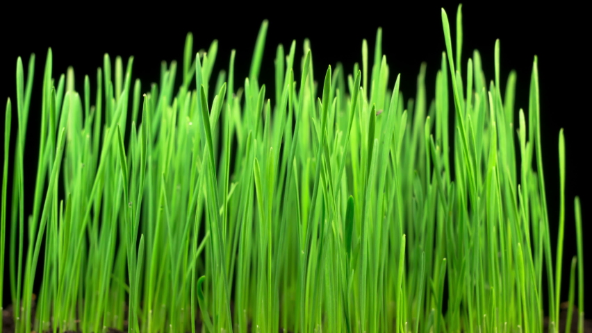 Fresh Green Grass Growing. Accelerated Wheat Plant Growing. Timelapse. 4K. | Shutterstock HD Video #1061556763