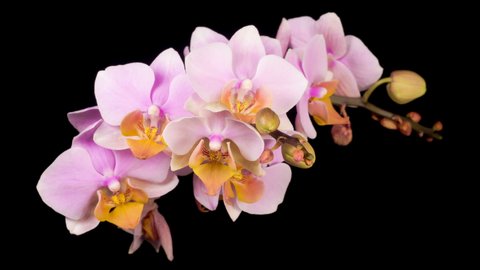 Blooming Pink Orchid Phalaenopsis Flower on Black Background. Time Lapse. 4K.